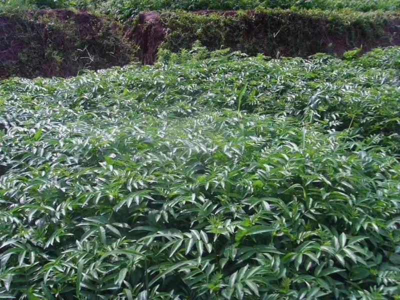 正宗江津县九叶青花椒苗木