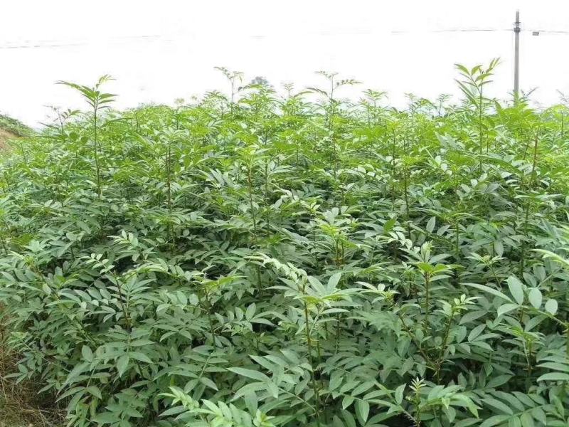 正宗江津县九叶青花椒苗木