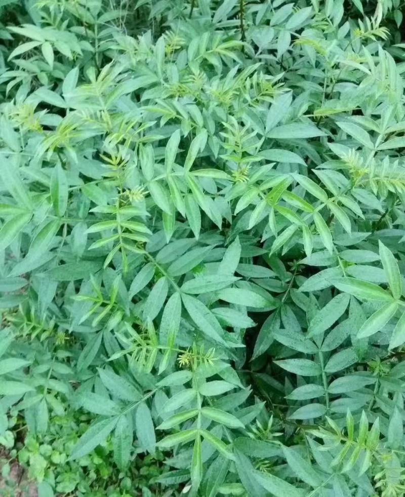 正宗江津县九叶青花椒苗木