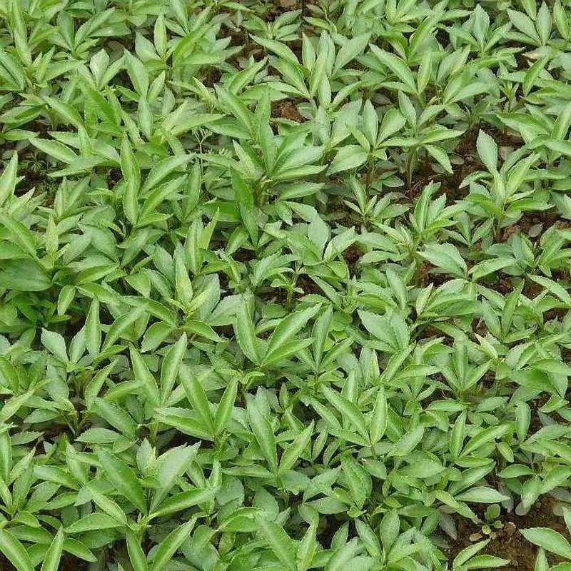 正宗江津县九叶青花椒苗木
