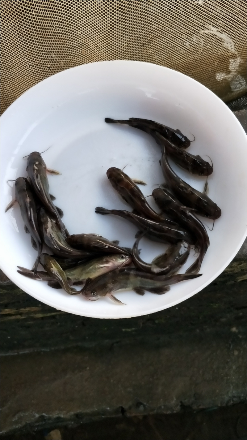 黄骨鱼苗耐养快大规格大小齐全统一批发价出售