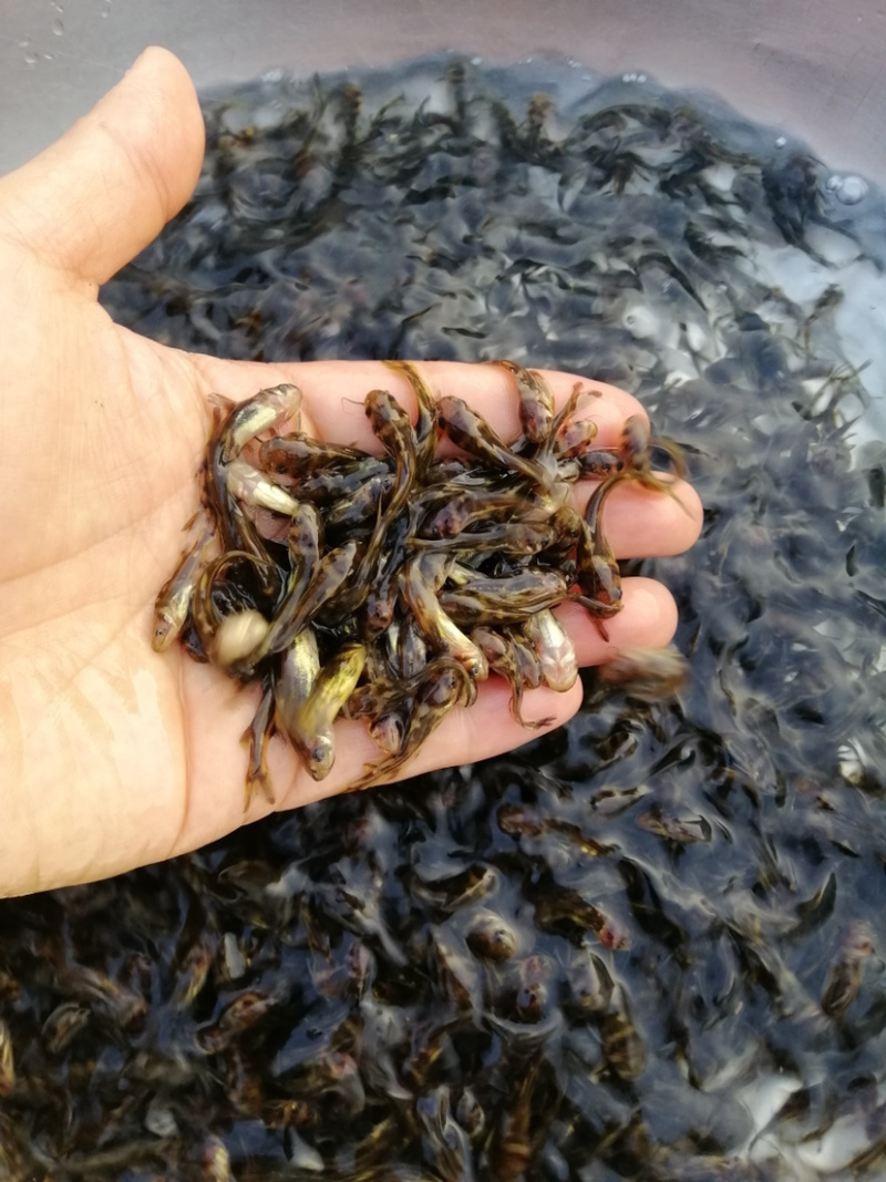 黄骨鱼苗耐养快大规格大小齐全统一批发价出售