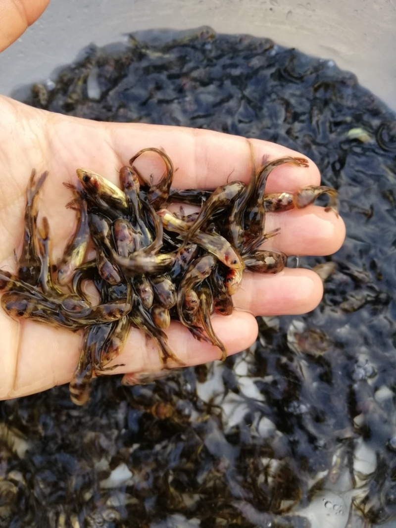 黄骨鱼苗耐养快大规格大小齐全统一批发价出售