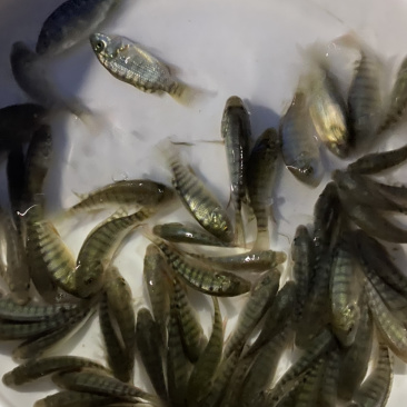 海南一号罗飞鱼苗种类规格多选。。。。。
