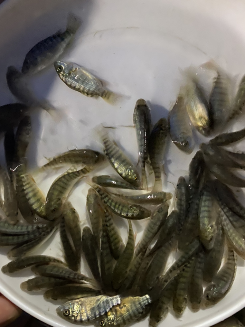 海南一号罗飞鱼苗种类规格多选。。。。。