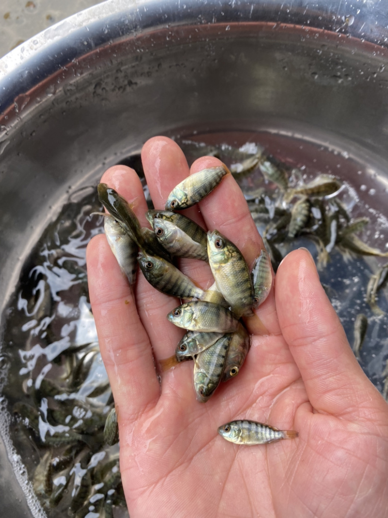 海南一号罗飞鱼苗种类规格多选。。。。。