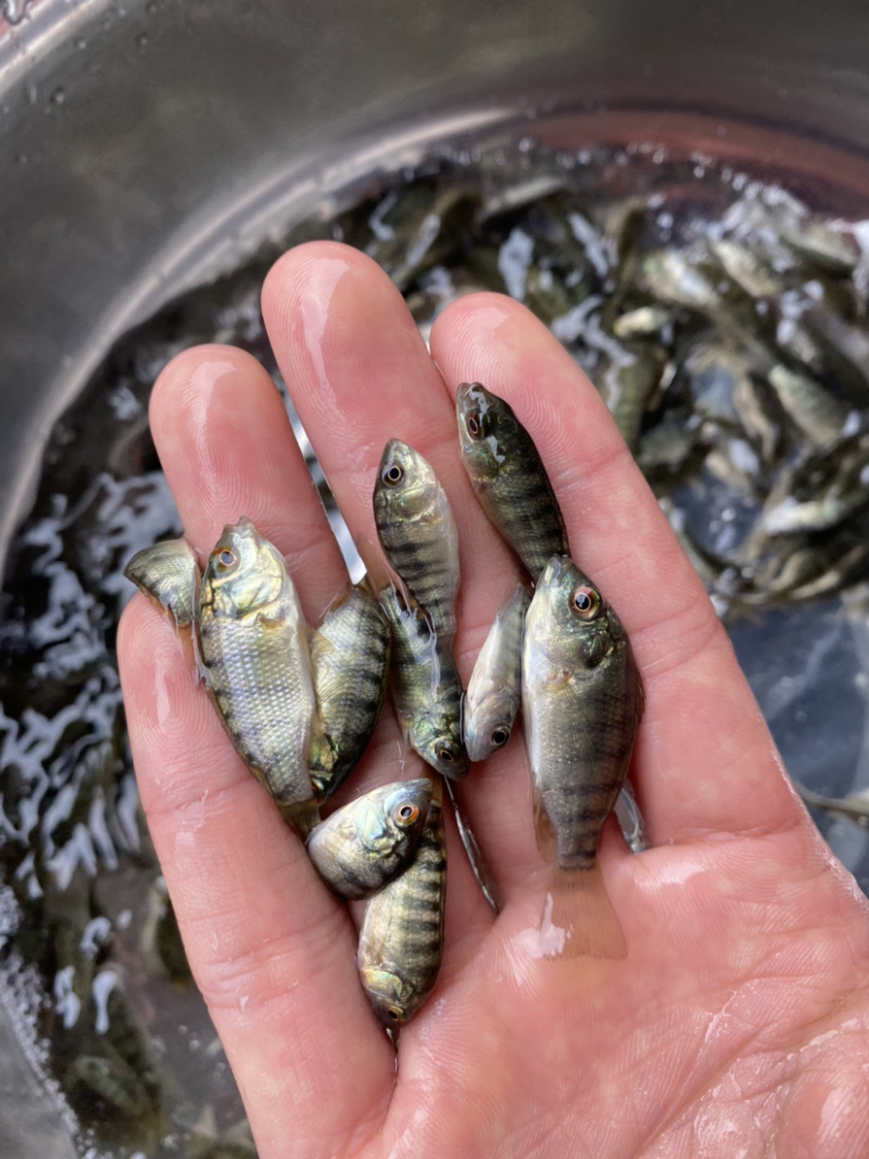 海南一号罗飞鱼苗种类规格多选。。。。。