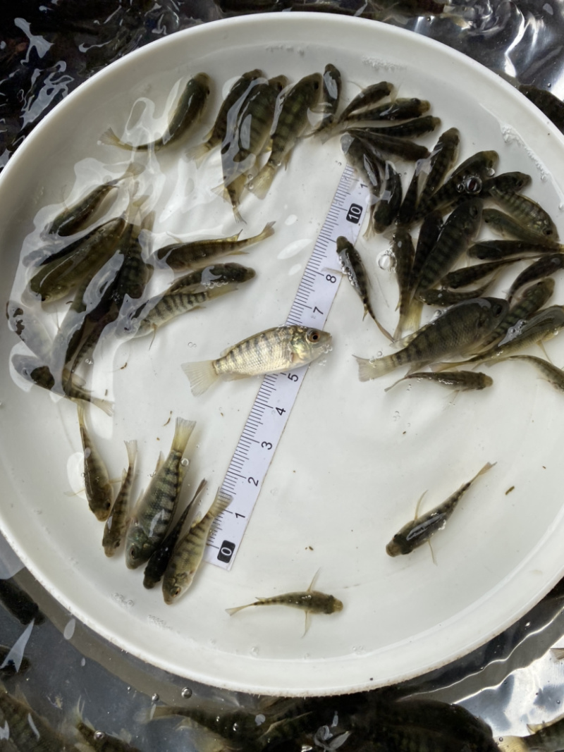 海南一号罗飞鱼苗种类规格多选。。。。。