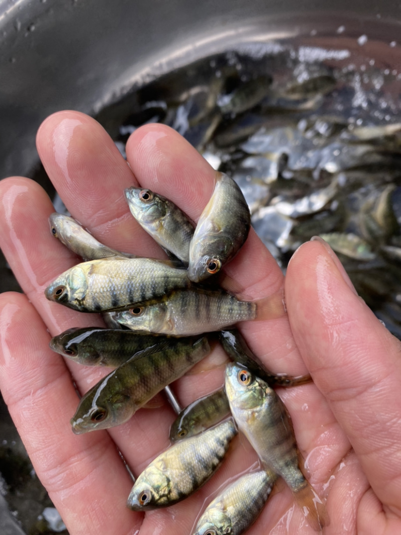 海南一号罗飞鱼苗种类规格多选。。。。。