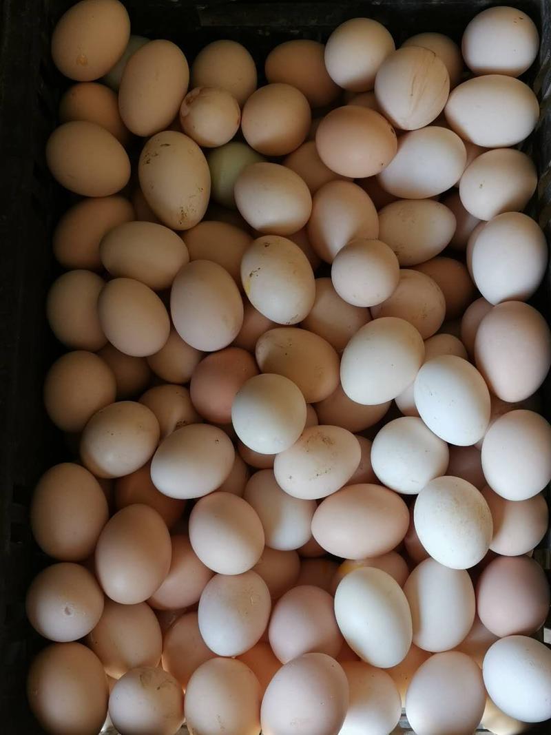 果园散养土鸡蛋，高蛋白