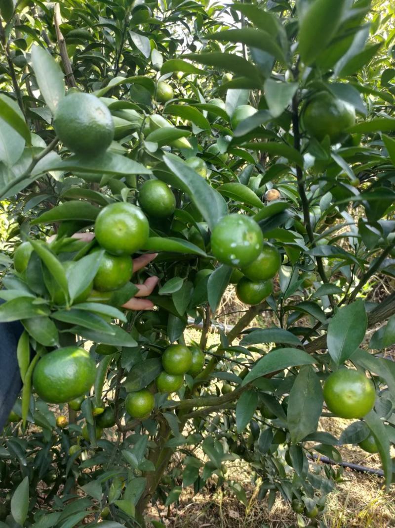 青皮蜜桔广西象州县特产，欢迎老板过来装货