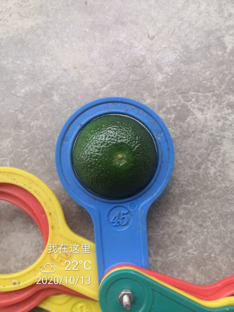 青皮蜜桔广西象州县特产，欢迎老板过来装货