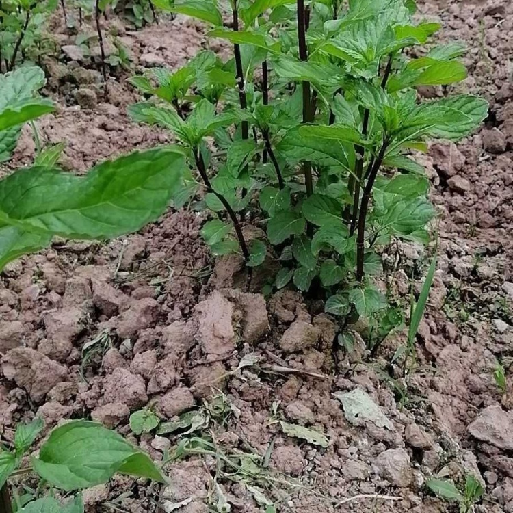 セットアップ neri 苗 植物/観葉植物 - openradio.pe