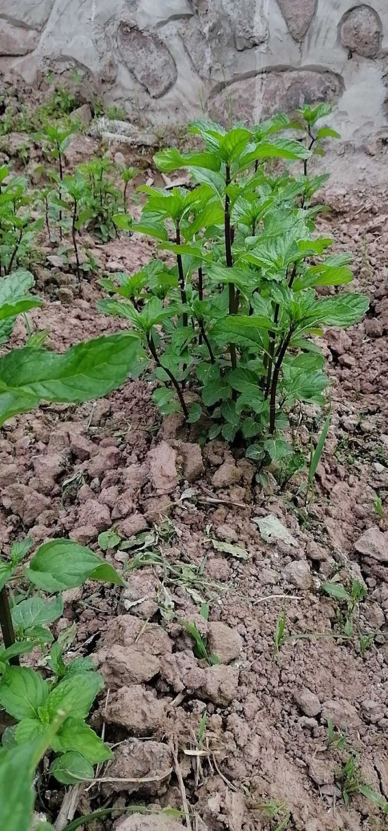 薄荷苗紫杆大薄荷苗，年收3到4茬存活率高种