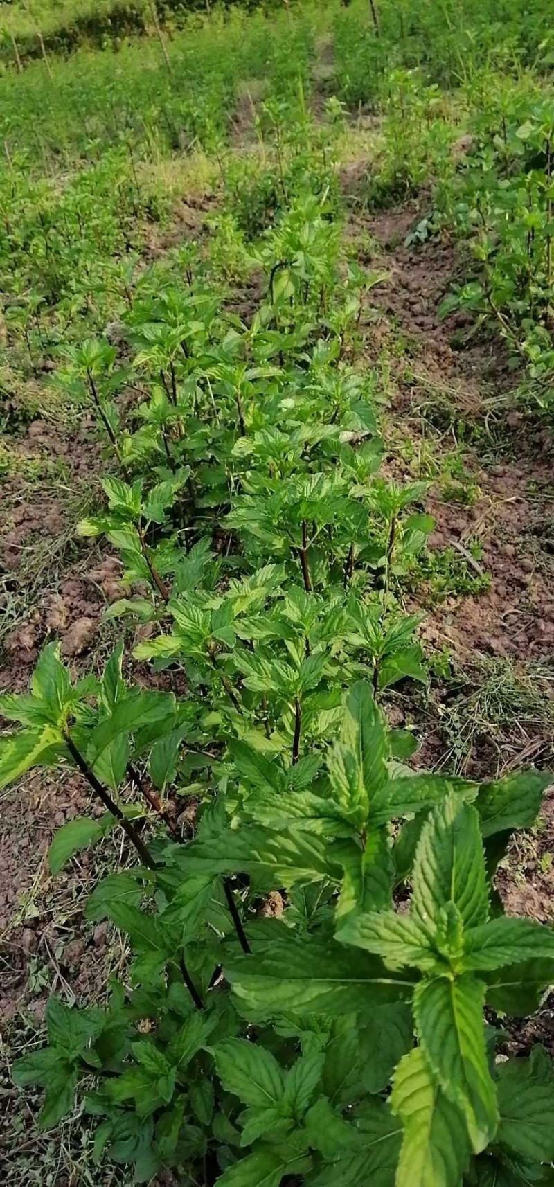 薄荷苗紫杆大薄荷苗，年收3到4茬存活率高种