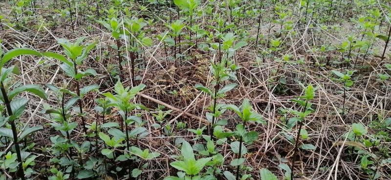 薄荷苗紫杆大薄荷苗，年收3到4茬存活率高种