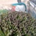 河北唐山乐亭韭菜大量货源，质量好，价格便宜需要的联系我