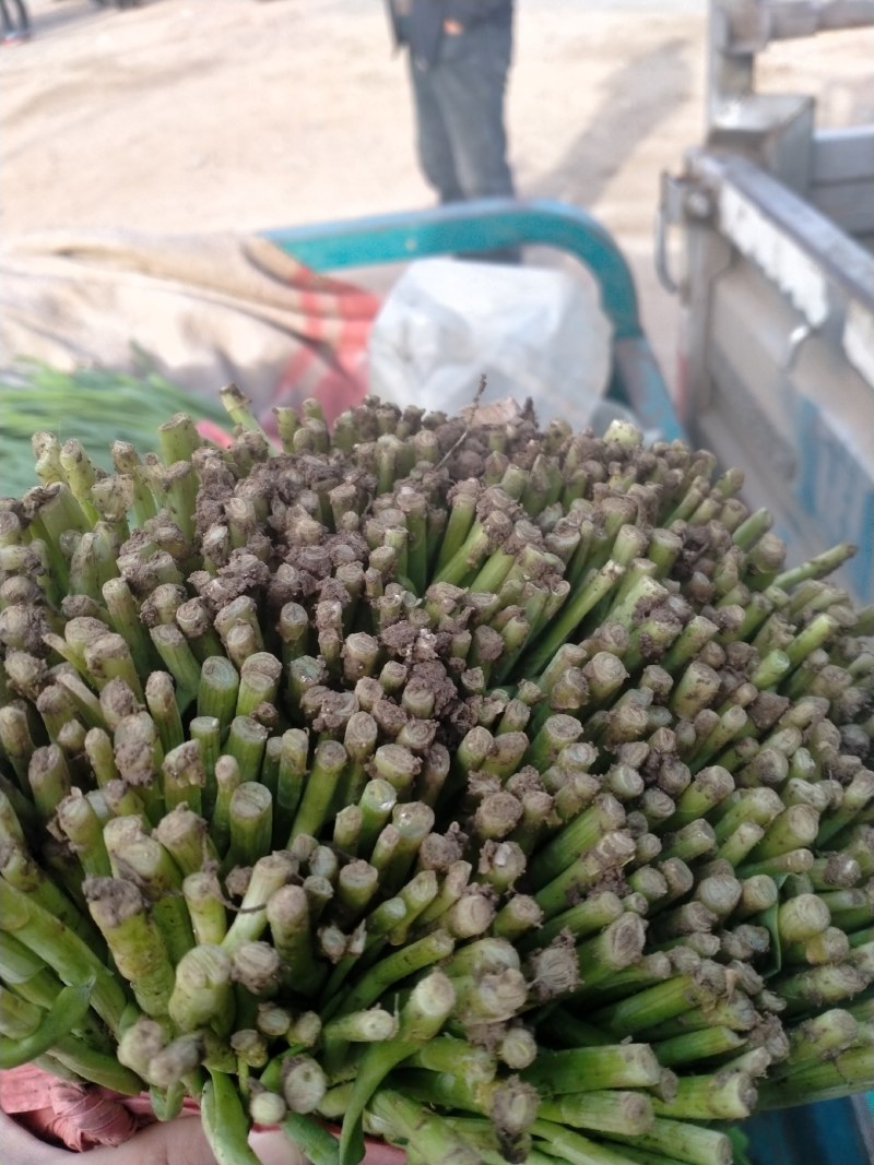 河北唐山乐亭韭菜大量货源，质量好，价格便宜需要的联系我
