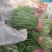 河北唐山乐亭韭菜大量货源，质量好，价格便宜需要的联系我