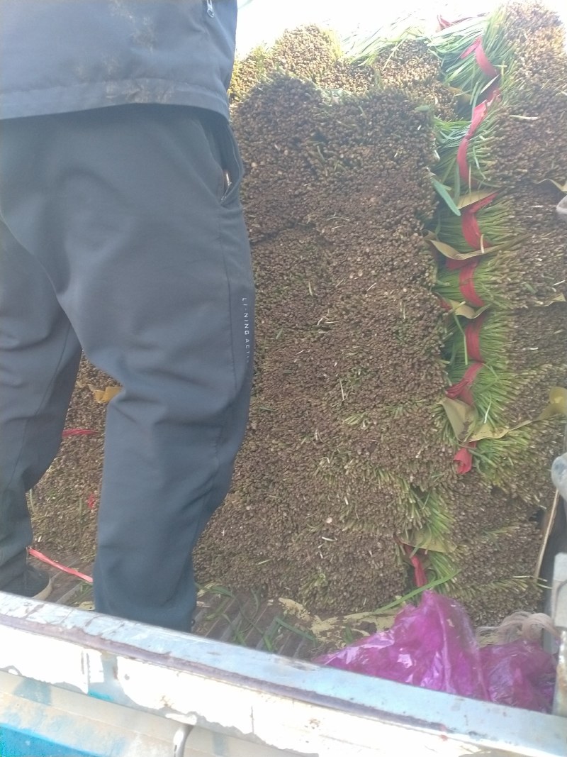 河北唐山乐亭韭菜大量货源，质量好，价格便宜需要的联系我