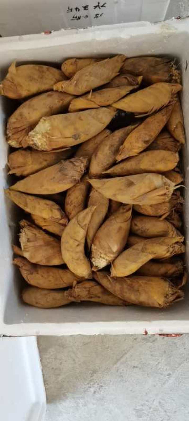 冬笋丰产，价格优惠！！！