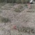 花椒苗，西华花椒苗低价批发基地0.5以上原普通货。