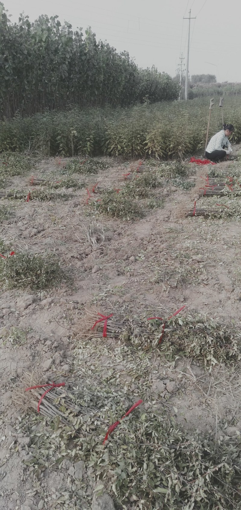 花椒苗，西华花椒苗低价批发基地0.5以上原普通货。