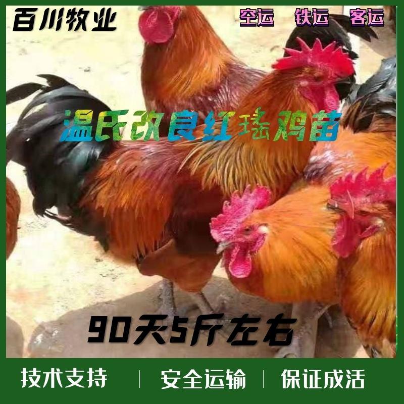 [热卖]红瑶鸡苗改良型红瑶纯正温氏红瑶鸡苗技术指导