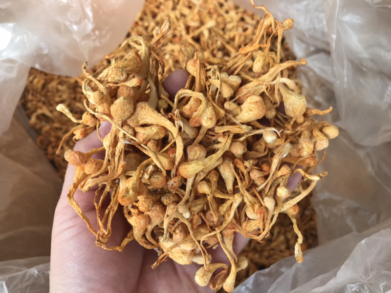 孢子头虫草花新货食用菌干货虫草花金虫草散装支持一件代发