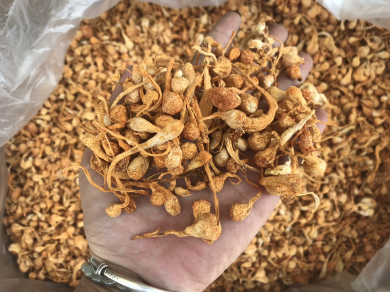 孢子头虫草花新货食用菌干货虫草花金虫草散装支持一件代发