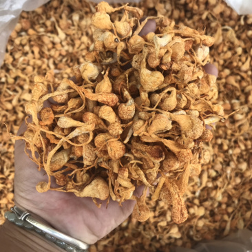 孢子头虫草花新货食用菌干货虫草花金虫草散装支持一件代发
