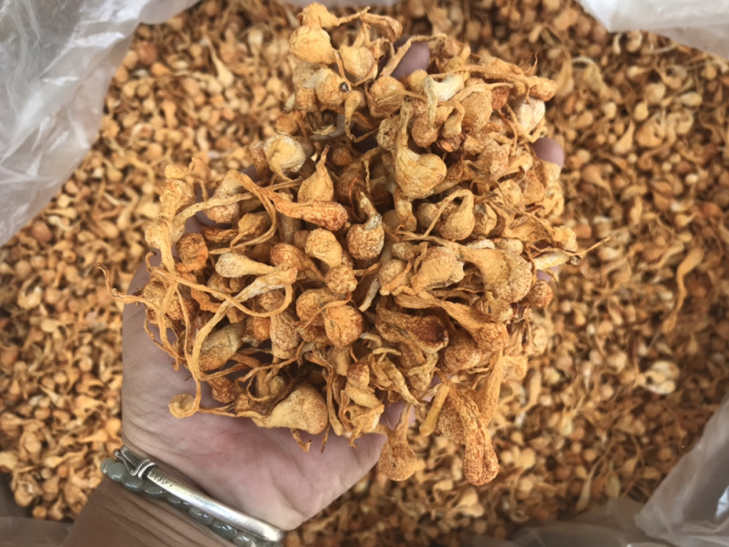 孢子头虫草花新货食用菌干货虫草花金虫草散装支持一件代发
