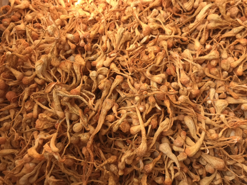 孢子头虫草花新货食用菌干货虫草花金虫草散装支持一件代发