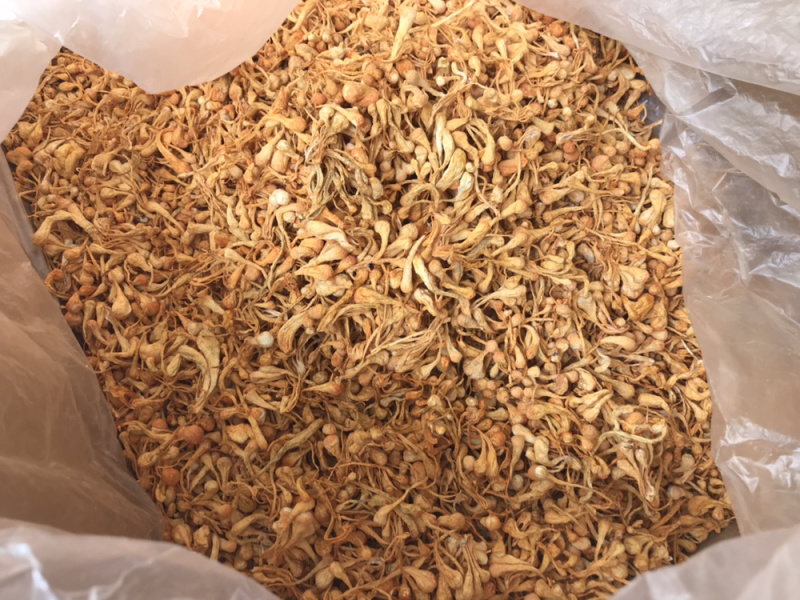 孢子头虫草花新货食用菌干货虫草花金虫草散装支持一件代发
