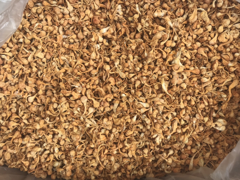 孢子头虫草花新货食用菌干货虫草花金虫草散装支持一件代发