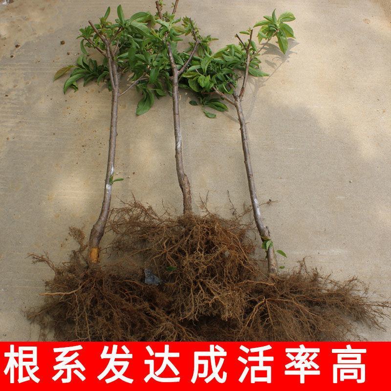 西梅苗，多个品种法兰西西梅，西梅女神，西梅皇后