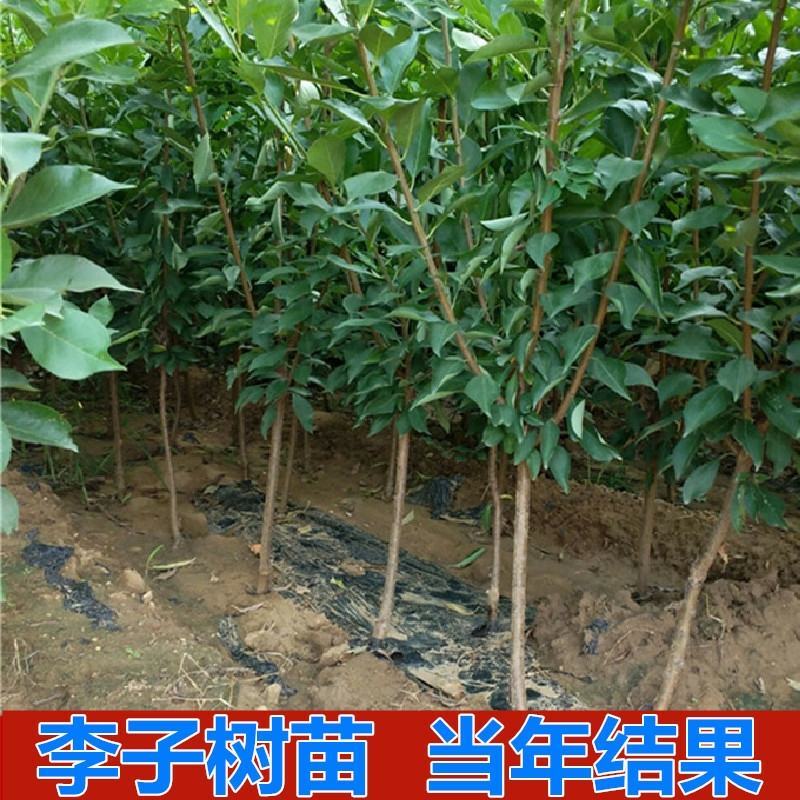 国峰7号李子苗，晚熟品种，新品种脆甜，红肉，基地直供