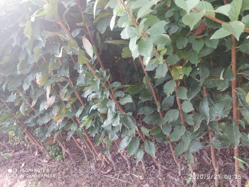 国峰7号李子苗，晚熟品种，新品种脆甜，红肉，基地直供