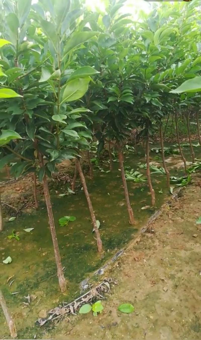 国峰7号李子苗，晚熟品种，新品种脆甜，红肉，基地直供