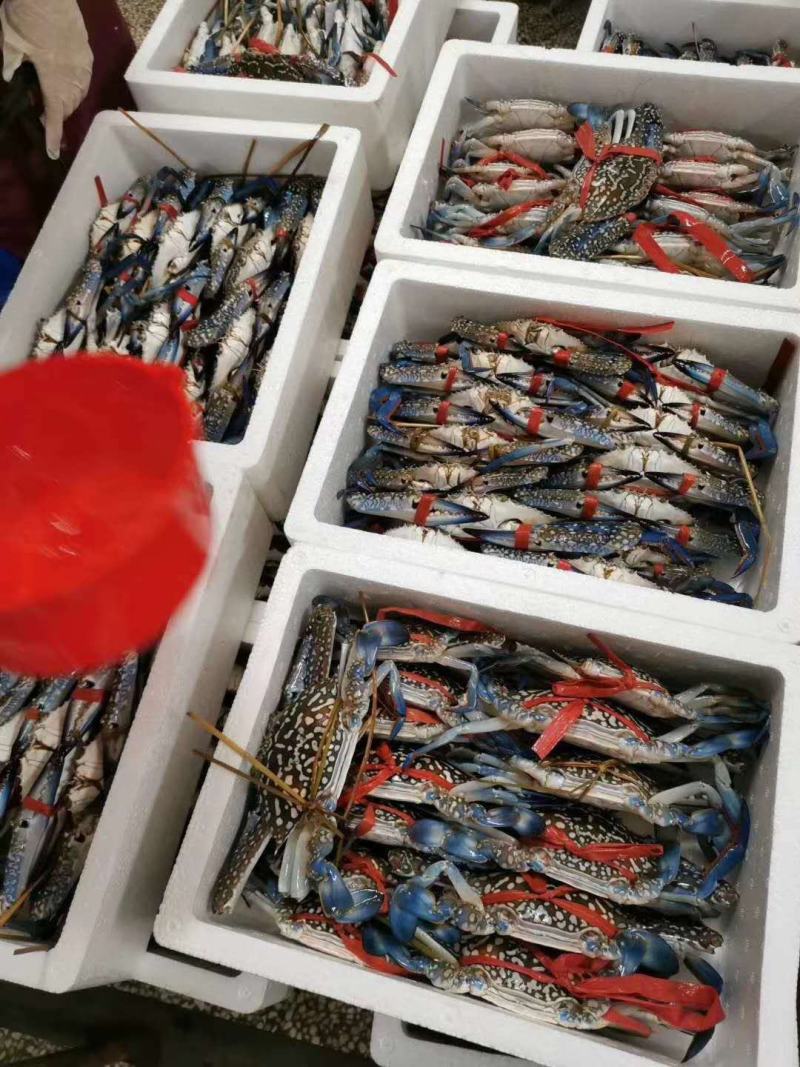 冰鲜花蟹，肉多味道正，价格实惠，诚实交易
