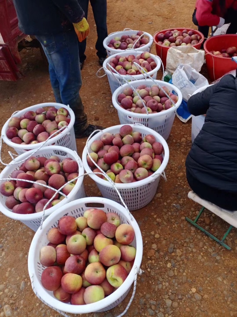 我是代办糖心苹果🍎大量上市中有需要的老板赶快联系哦