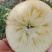 我是代办糖心苹果🍎大量上市中有需要的老板赶快联系哦