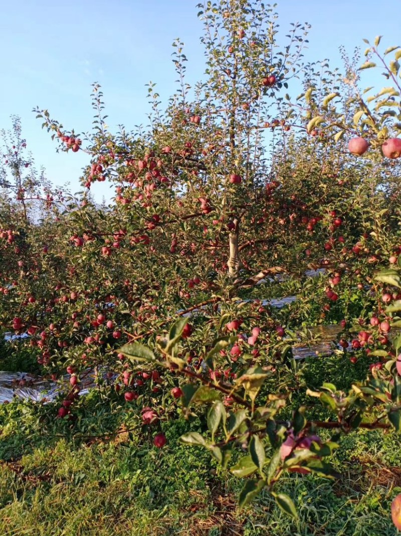 我是代办糖心苹果🍎大量上市中有需要的老板赶快联系哦