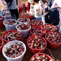 我是代办糖心苹果🍎大量上市中有需要的老板赶快联系哦