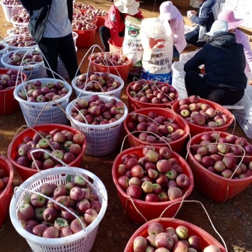 我是代办糖心苹果🍎大量上市中有需要的老板赶快联系哦