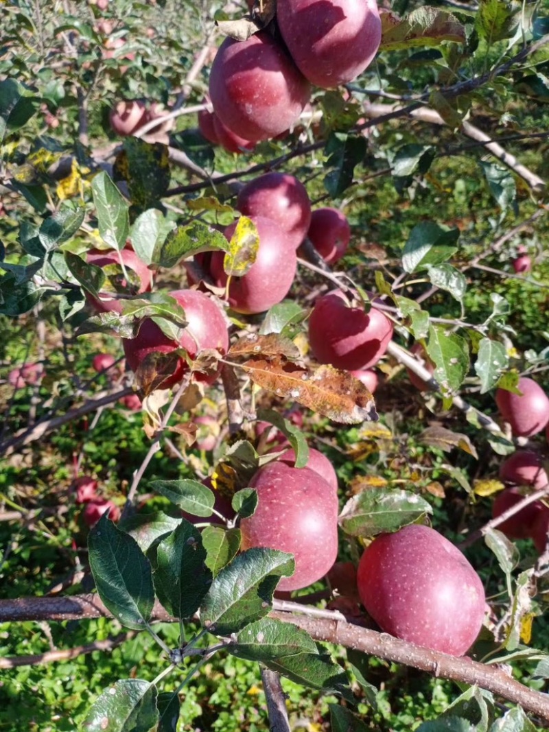 我是代办糖心苹果🍎大量上市中有需要的老板赶快联系哦