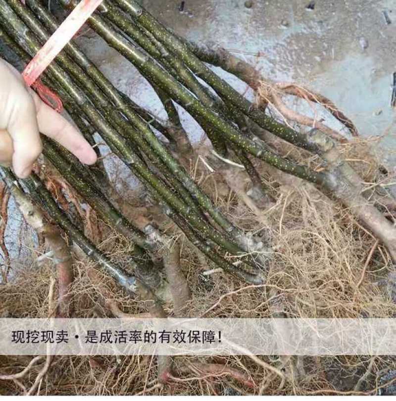 秋月梨树苗，核小，汁水足，无渣，基地直供，品质保证