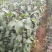 秋月梨树苗,核小,汁水足,无渣,基地直供,品质保证