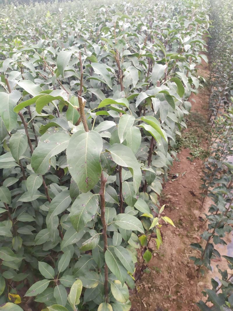 秋月梨树苗，核小，汁水足，无渣，基地直供，品质保证