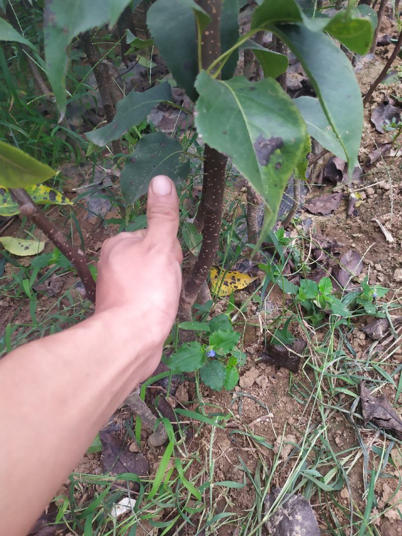 秋月梨树苗，核小，汁水足，无渣，基地直供，品质保证